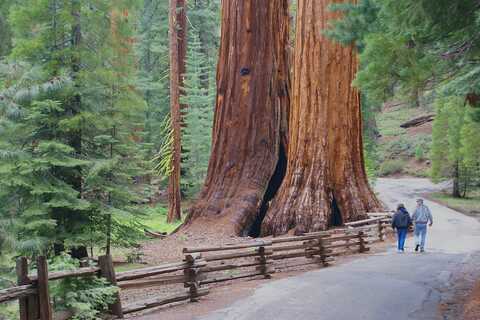 Yosemite rejseguide redwood guant sequoia