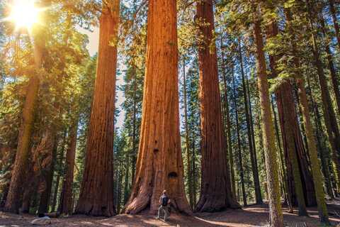 San Francisco Muir Woods Tour