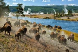 Yellowstone Bisons